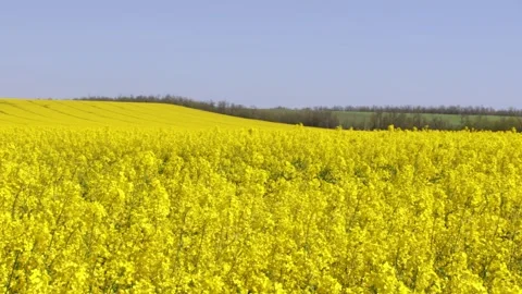 Video of blooming yellow rapeseed fields in the countryside. Stock Footage 240329691