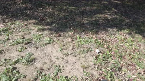 A video of blowing off fallen leaves with a blower. Stock Footage 220105282