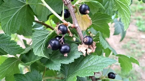 Video with blueberries in summer. 4K Stock Footage 310882941