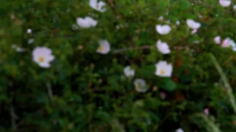 Video, Blur, common dog rose, united kingdom wild flowers, backdrop. Stock Footage 281253830
