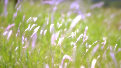 Video Blurred Grass Background Motion zoom in and focus point. Stock Footage 72759664