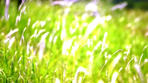 Video Blurred Grass Background Motion zoom in and focus point. Stock Footage 72759672