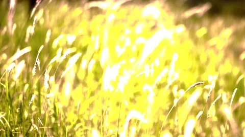 Video Blurred Grass Background Motion zoom in and focus point. Stock Footage 72759675