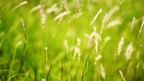 Video Blurred Grass Background Motion zoom in and focus point. Stock Footage 72759698