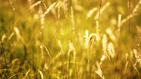 Video Blurred Grass Background Motion zoom in and focus point. Stock Footage 72760297