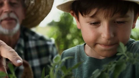 Video of boy picking tomatoes together with his grandfather. Video stock 149976989