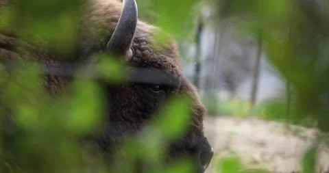A video of a Buffalo while resting on the ground. Static shot in zoo park on a c Stock Footage 221556905