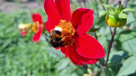 Video with a bumblebee on a flower 스톡 동영상 340167301