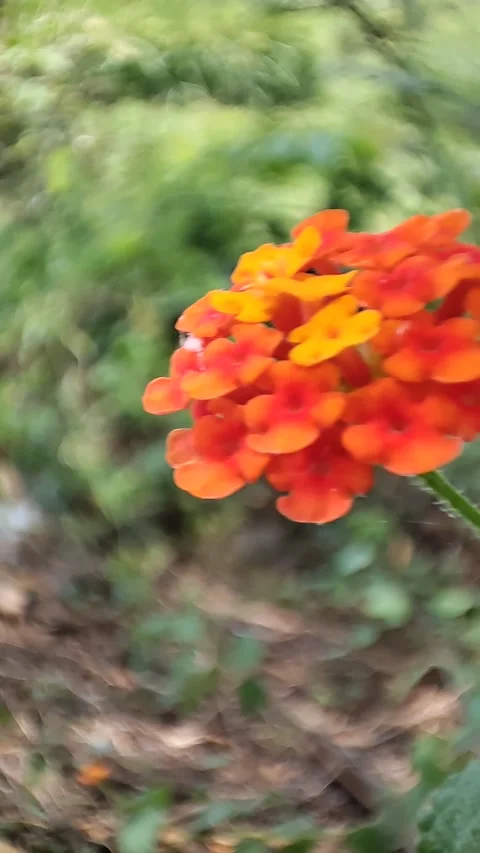 Video bunga di hutan Video stock 212614237