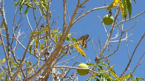 Video of butterfly in 4K Stock Footage 87565062