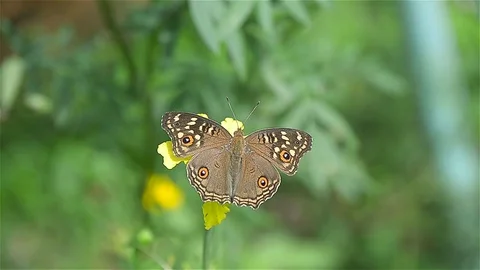 Video of butterfly are flying in the garden and catching on the flower. 库存影片 94487853
