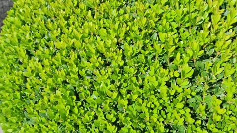 Video with Buxus sempervirens plant. Macro view Stock Footage 280378817