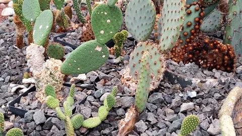 Video with cactus. In 4K Stock Footage 307551042