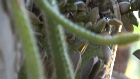 Video of cactus flowers Stock Footage 138902034