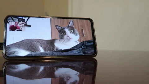Video call with your cat on cell phone Stock Footage 208965006