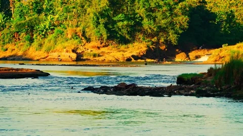 Video of calm river beside forest bank Video stock 336317980