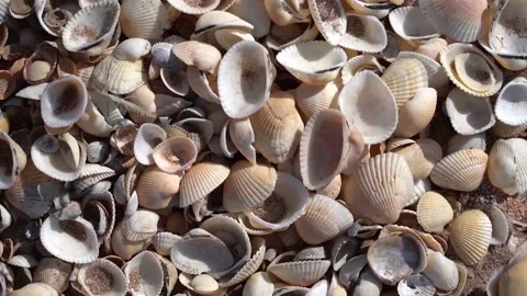 Video as the camera moves along the beach of shells, top view close-up Stock Footage 142398934