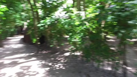 Video of camera moving along sand path. Green plants, palm trees and bushes near Stock-Footage 133147005