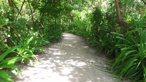 Video of camera moving along white sand path. Green plants, palm trees and Stock-Footage 126831077