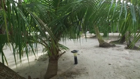 Video of camera moving along white sand path. Green plants, palm trees and Stock Footage 127107794