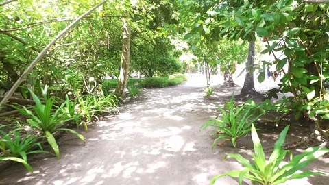 Video of camera moving along white sand path. Green plants, palm trees and Stock Footage 127443673