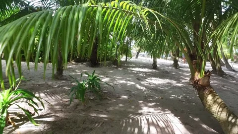 Video of camera moving along white sand path. Green plants, palm trees and Stock Footage 127882873