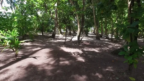 Video of camera moving along white sand path. Green plants, palm trees and Stock Footage 129409597
