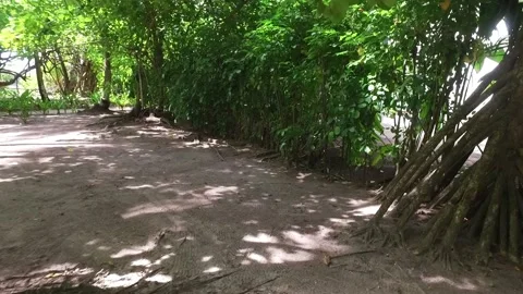 Video of camera moving along white sand path. Green plants, palm trees. Stock Footage 133147117