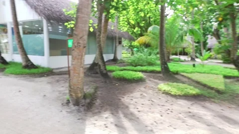 Video of camera moving along white sand path. Green plants, palm trees and Video stock 133869996