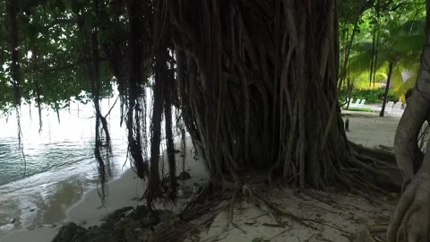 Video of camera moving along white sand path. Green plants, palm trees and Video stock 134282494