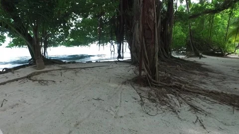 Video of camera moving along white sand path. Green plants, palm trees and Stock Footage 134326127