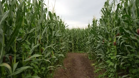 Video of a camera moving through a lush green cornfield Stock Footage 345741580
