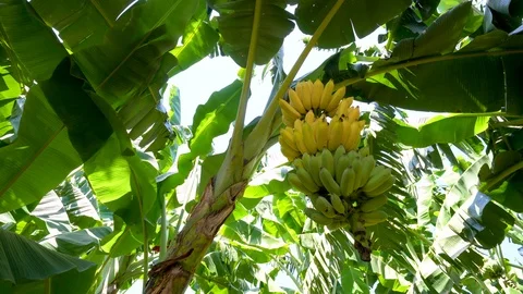 Video camera panning, banana tree, bunch, ripe fruit Stock Footage 97954295