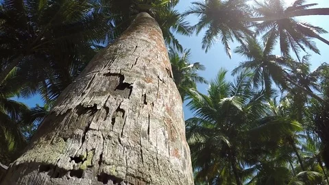 Video of camera sliding on the palm tree trunk with stunning sun light flares Stock-Footage 93194546