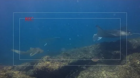 Video Of Camera Viewfinde.  Graceful Leopard Shark &amp; Calm Manta Ray In Blue Sea Stock Footage 114639876