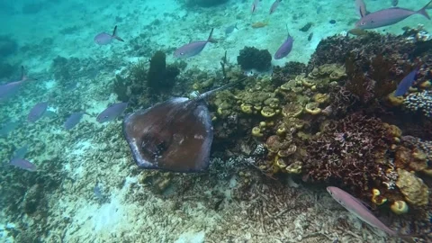 Video capture of a small ray in the sea among the fish Stock Footage 289227721