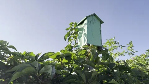 Video captures a backyard garden charming birdhouse on a vine-covered fence Stock Footage 282593968