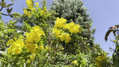 A video captures a blooming yellow flower hedge in full splendor Stock Footage 280617172