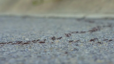 A video captures countless ants industriously crossing a road. The tiny Stock Footage 242632134