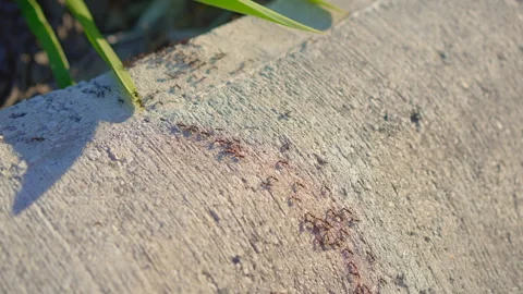 A video captures countless ants industriously crossing a road. The tiny 스톡 동영상 242632234