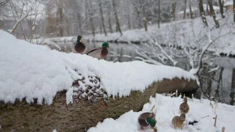 The video captures ducks on snow, happily nibbling on bits of bread. Stockbeeldmateriaal 288030134