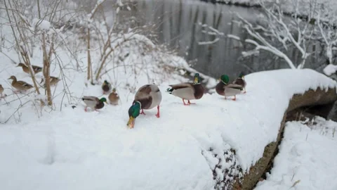 The video captures ducks on snow, happily nibbling on bits of bread. Stockbeeldmateriaal 289099556