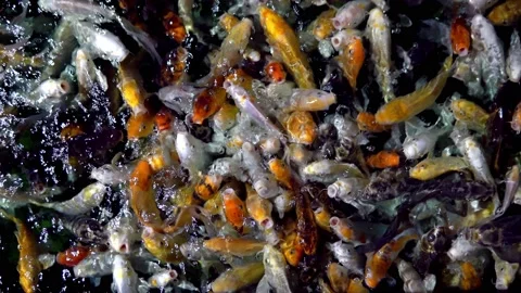 This video captures a massive school of colorful fish eagerly poking their Stock Footage 239381624