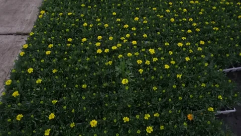 The video captures a multitude of marigold flower seedlings in a greenhouse Stock Footage 277115030