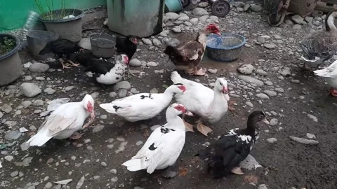 This video captures an overhead shot of a small flock of domestic birds, in.. Video stock 317648940