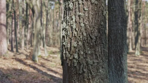The video captures the texture of a tree trunk in a forest setting. The sunlight Stock Footage 279992723
