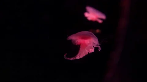 A video captures two red jellyfish moving slowly in the depths of the ocean Stock Footage 239381958