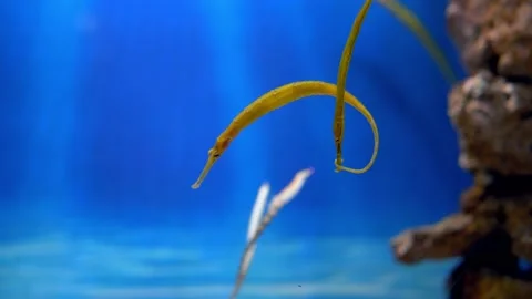 A video captures two seahorses, with one hitching its tail onto the other Stock-Footage 239380439