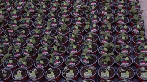 The video captures various flower seedlings thriving in a greenhouse Stock Footage 277115072