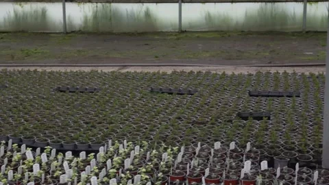 The video captures various flower seedlings thriving in a greenhouse Stock Footage 277115711